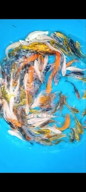 Sl Koi Fish