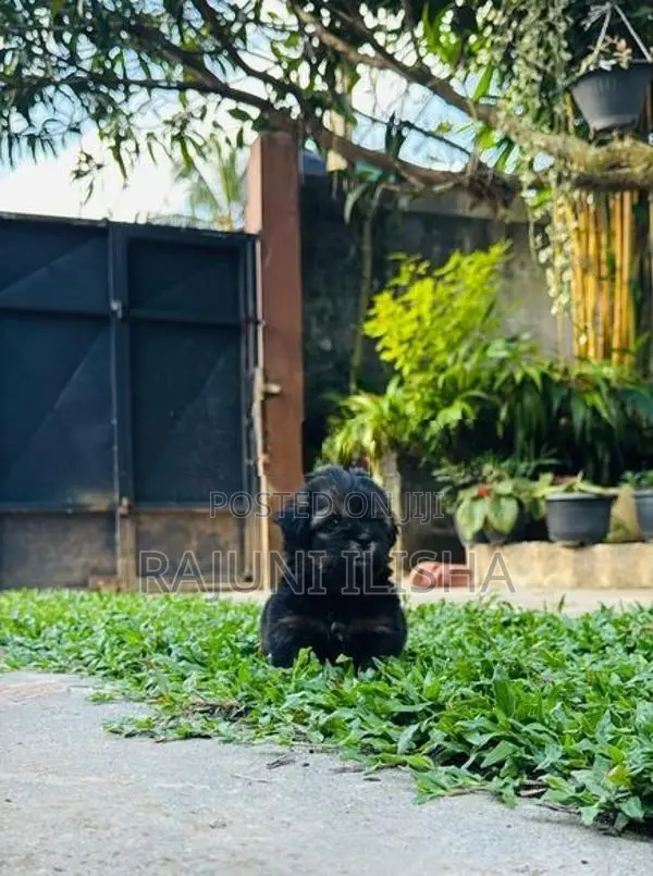 Shih Tzu Puppies