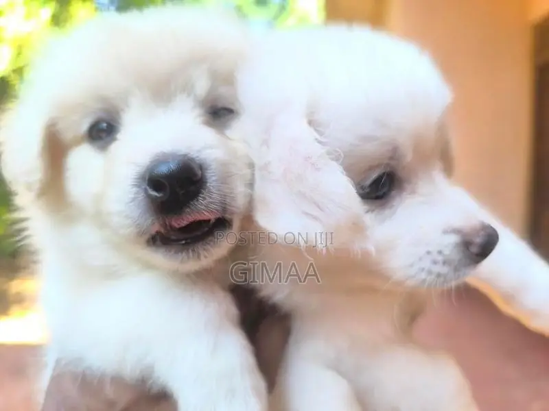 Pomeranian Puppies