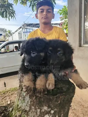 Lion Shepperd Puppy