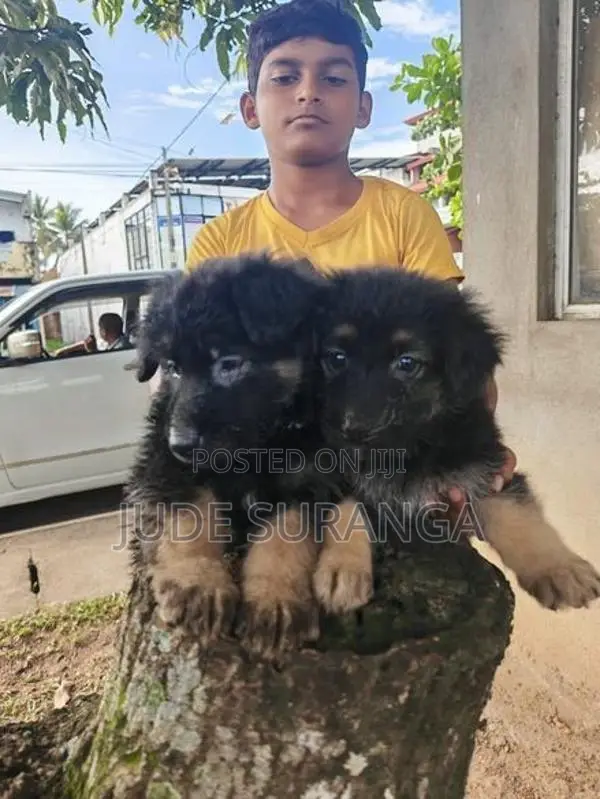 Lion Shepperd Puppy