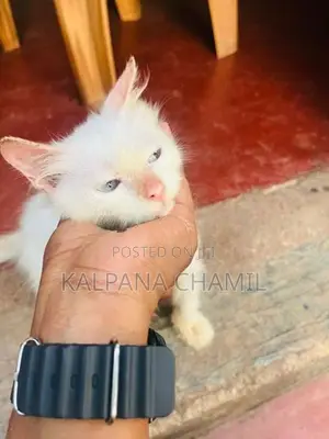 Persian Cat