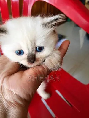 Persian Kittens