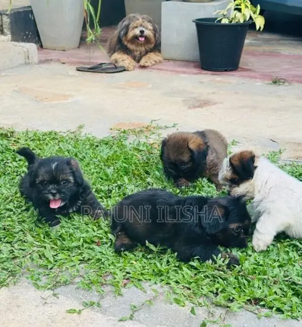 Shih Tzu Puppies