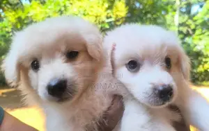 Pomeranian Puppies