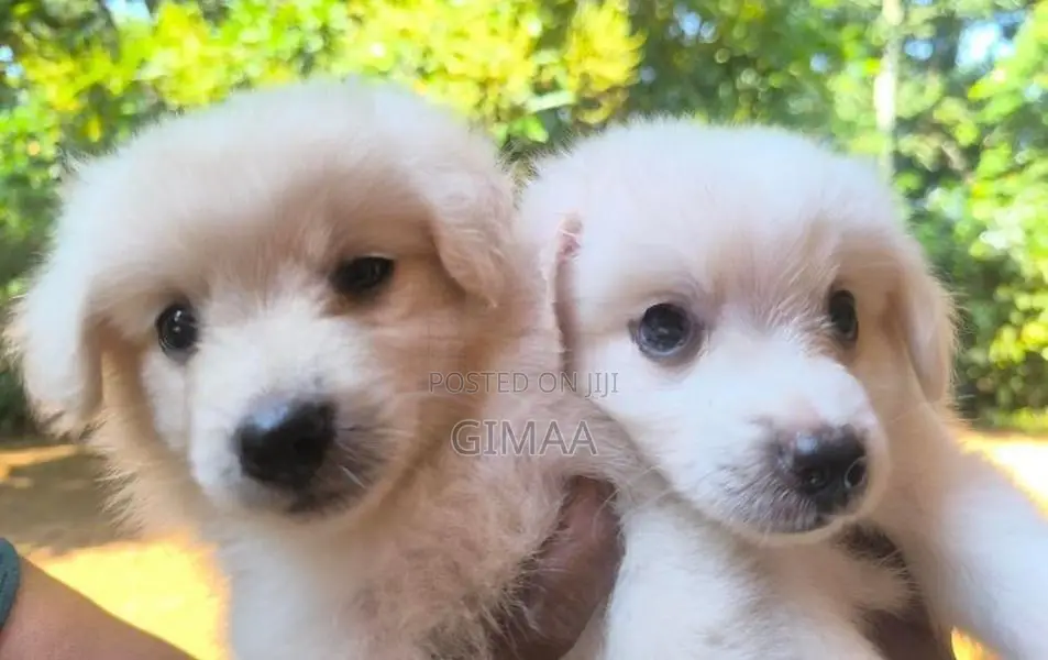 Pomeranian Puppies