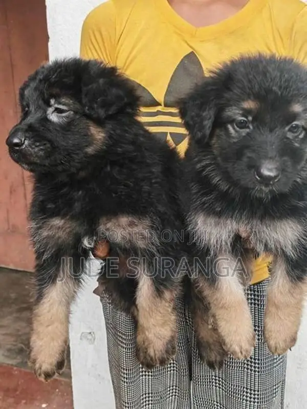 Lion Shepperd Puppy