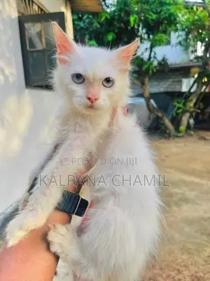 Persian Cat