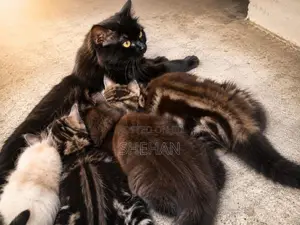Persian Kittens