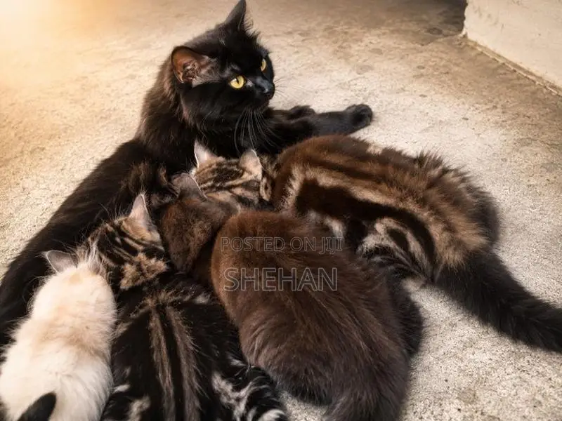 Persian Kittens