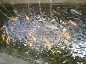 Sl Koi Fish