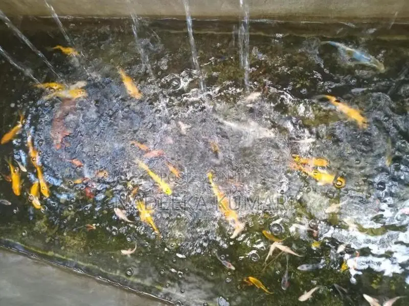 Sl Koi Fish