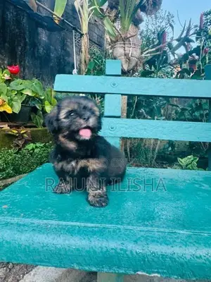 Shih Tzu Puppies