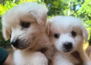 Pomeranian Puppies