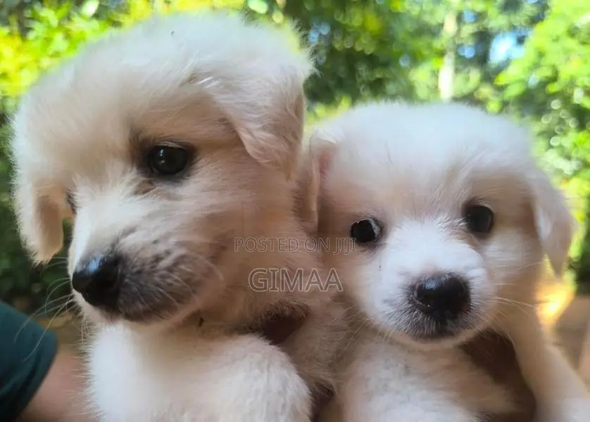 Pomeranian Puppies