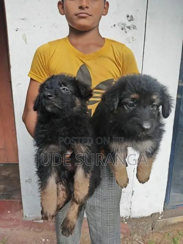 Lion Shepperd Puppy