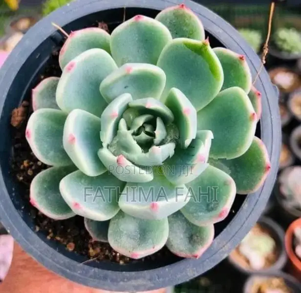 Succulents and Cacti