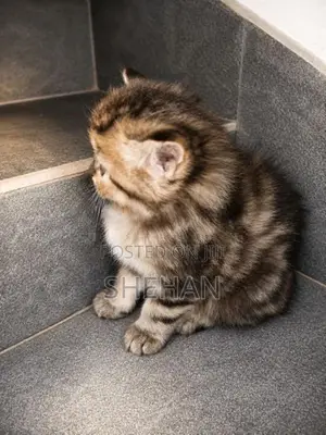 Persian Kittens