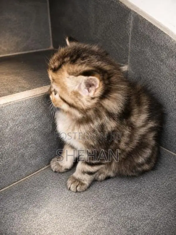 Persian Kittens