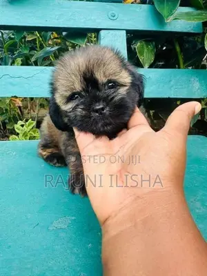Shih Tzu Puppies