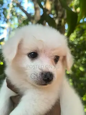 Pomeranian Puppies