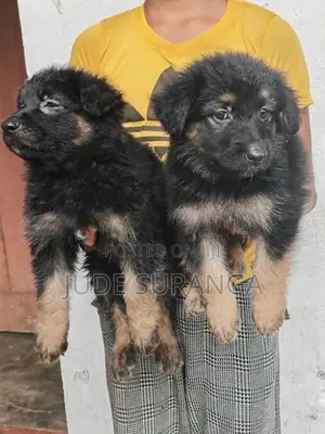 Lion Shepperd Puppy