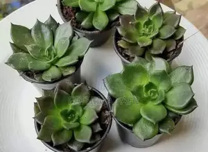 Succulents and Cacti