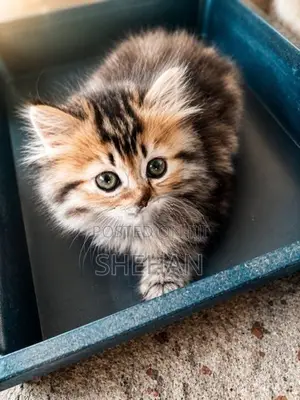 Persian Kittens