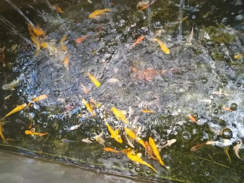 Sl Koi Fish
