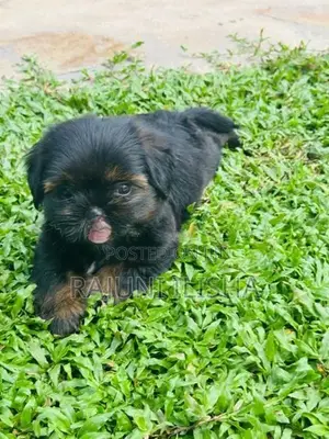 Shih Tzu Puppies