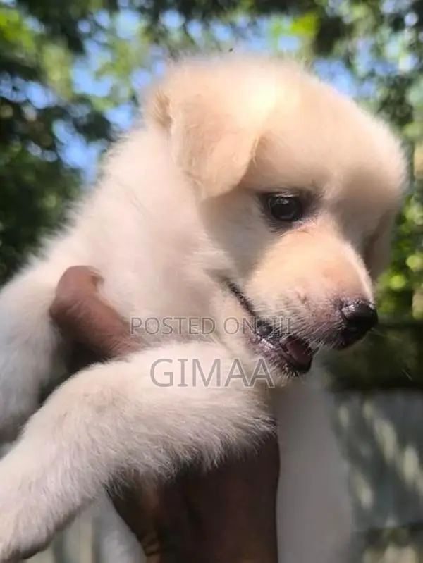 Pomeranian Puppies