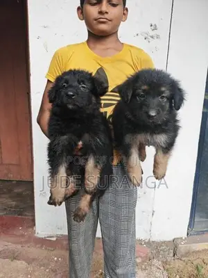 Lion Shepperd Puppy