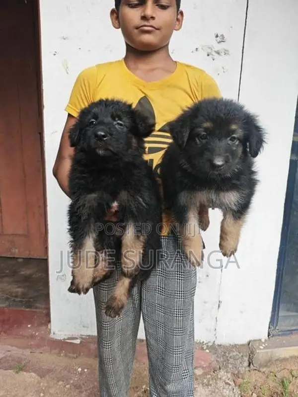 Lion Shepperd Puppy