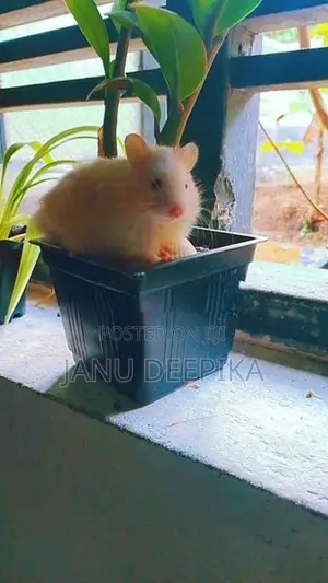 Hamster