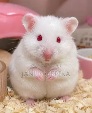 Hamster