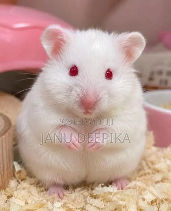 Hamster