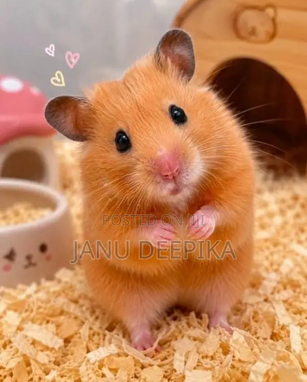 Hamster