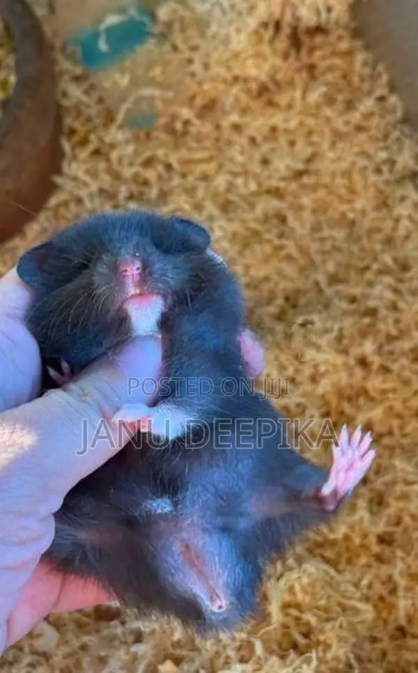Hamster