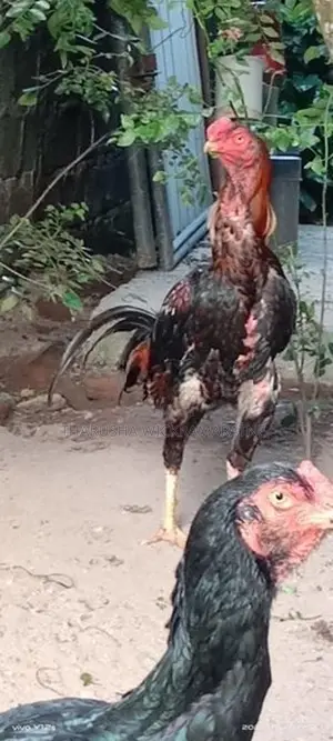 Rooster