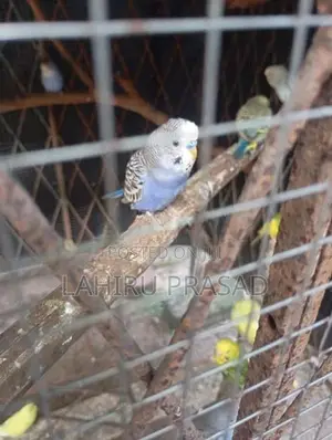 Love Bird