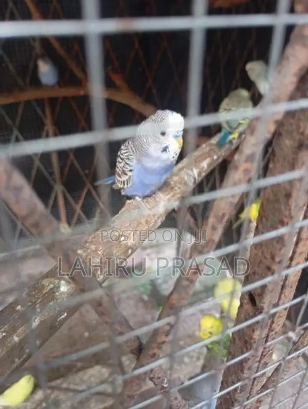 Love Bird