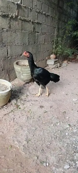 Rooster