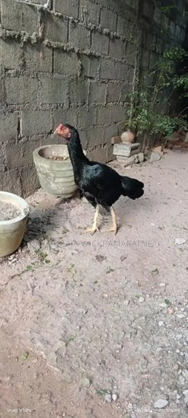 Rooster