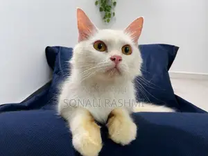Persian Cat