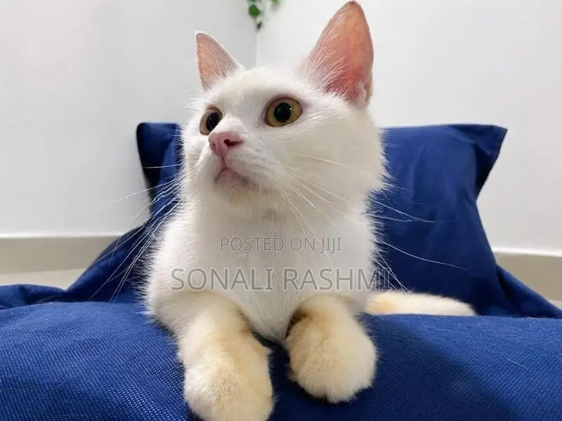 Persian Cat