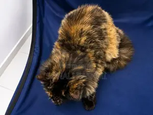 Persian Cat