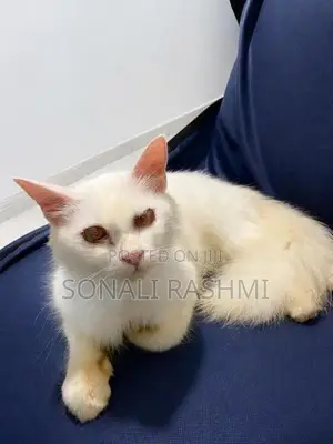 Persian Cat