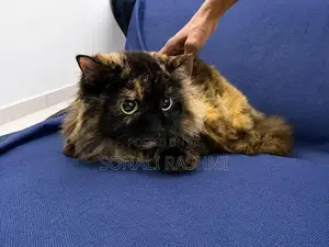 Persian Cat