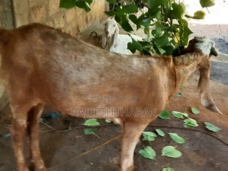 ஆடு - Goat