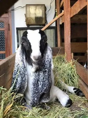 Jamnapari Female Goat